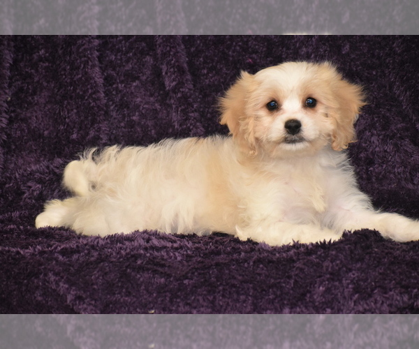 Medium Photo #2 Cavachon Puppy For Sale in ELDORADO, OH, USA
