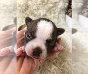 Boston Terrier Puppy for sale in CHARBONNEAU, OR, USA