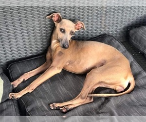 Italian Greyhound Puppy for Sale in FORT LAUDERDALE, Florida USA