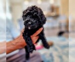 Small Photo #3 Poodle (Miniature) Puppy For Sale in BASTROP, TX, USA