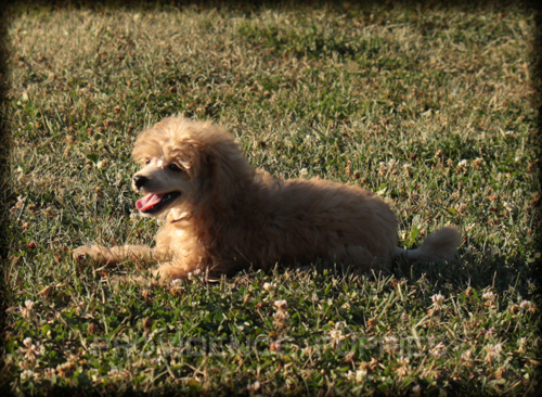 Medium Photo #1 Poodle (Miniature) Puppy For Sale in WAYLAND, IA, USA