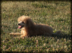 Small Photo #1 Poodle (Miniature) Puppy For Sale in WAYLAND, IA, USA
