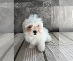 Small Photo #12 Zuchon Puppy For Sale in BOWLING GREEN, KY, USA