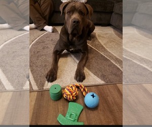 Mutt Dogs for adoption in phoenix, AZ, USA
