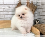 Small #5 Pomeranian