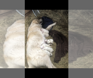 Mother of the Great Pyrenees puppies born on 12/31/2022