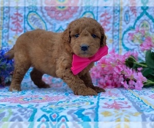 Double Doodle Puppy for sale in LANCASTER, PA, USA