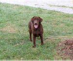 Image preview for Ad Listing. Nickname: Coco