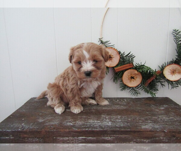 Medium Photo #4 Maltipoo Puppy For Sale in SUGARCREEK, OH, USA