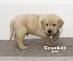 Small Photo #3 Labrador Retriever Puppy For Sale in SCHELLSBURG, PA, USA