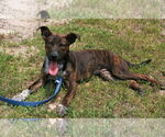 Small #2 Mountain Cur Mix