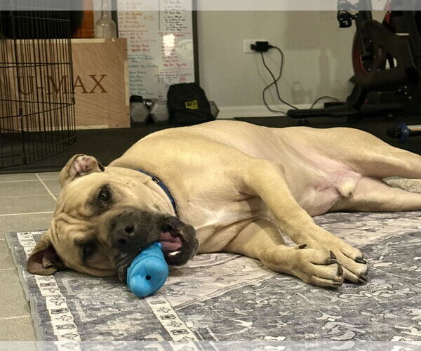 Medium Photo #4 Mastiff-Unknown Mix Puppy For Sale in Crete, IL, USA