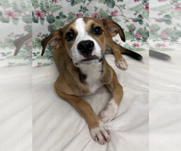 Medium Photo #1 Mutt Puppy For Sale in Wetumpka, AL, USA