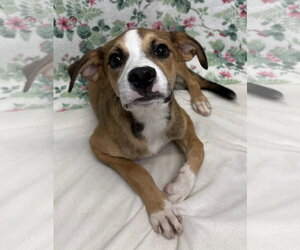 Mutt Dogs for adoption in Wetumpka, AL, USA