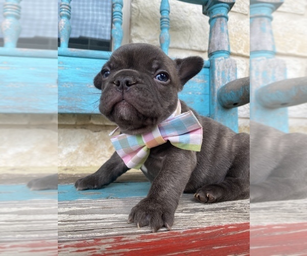 Medium Photo #2 French Bulldog Puppy For Sale in WEST, TX, USA