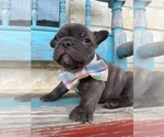 Small Photo #2 French Bulldog Puppy For Sale in WEST, TX, USA
