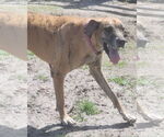Small #1 Great Dane