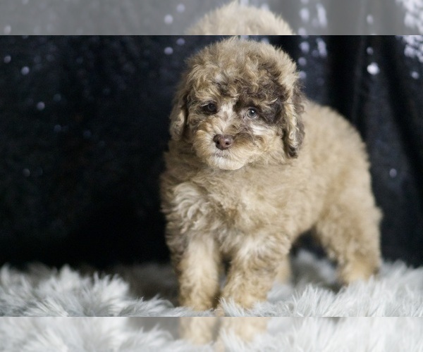 Medium Photo #138 Poodle (Toy) Puppy For Sale in WARSAW, IN, USA