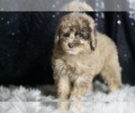 Small #5 Poodle (Toy)