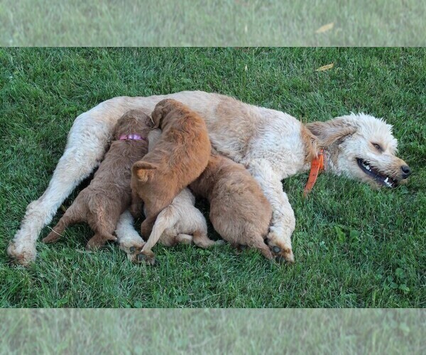 Medium Photo #1 Goldendoodle-Poodle (Standard) Mix Puppy For Sale in EVART, MI, USA