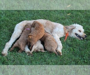 Mother of the Goldendoodle-Poodle (Standard) Mix puppies born on 06/23/2022