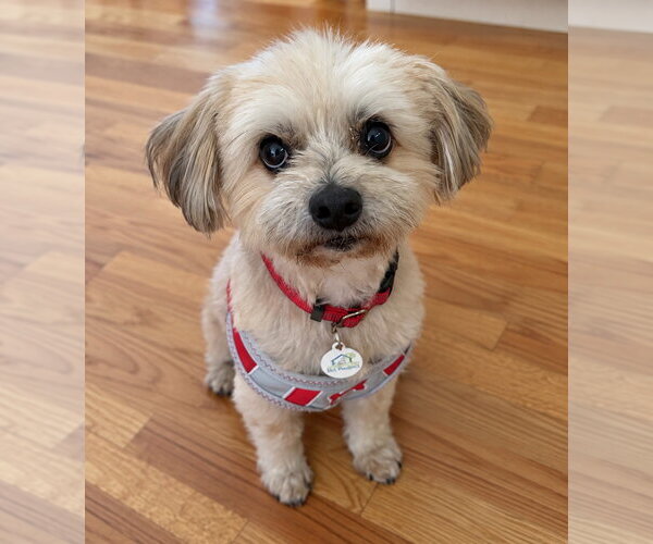 Medium Photo #1 Havanese-Unknown Mix Puppy For Sale in San Jose, CA, USA