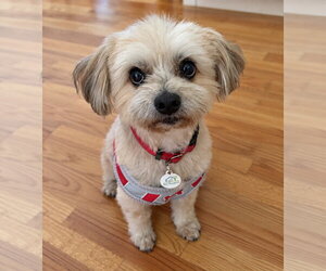 Havanese-Unknown Mix Dogs for adoption in San Jose, CA, USA