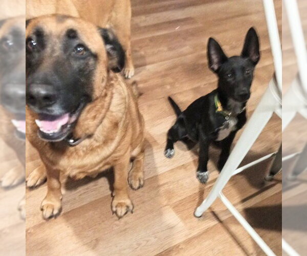 Medium Photo #3 Mutt Puppy For Sale in Holly Springs, NC, USA