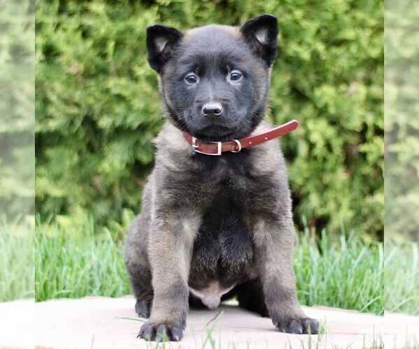 Medium Photo #3 Belgian Malinois Puppy For Sale in RONKS, PA, USA