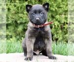 Small #2 Belgian Malinois
