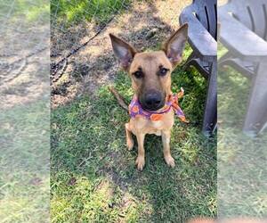 Ainsley - Female German Shepherd Dog-Unknown Mix Dog for Adoption - Photo #4