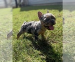 Small #17 French Bulldog