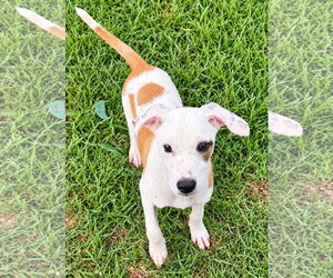Labrador Retriever-Unknown Mix Dogs for adoption in Royal Palm Beach, FL, USA