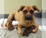 Small #3 Labrador Retriever Mix