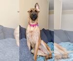 Small #25 German Shepherd Dog Mix