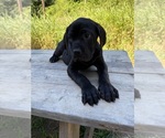 Small #5 Cane Corso