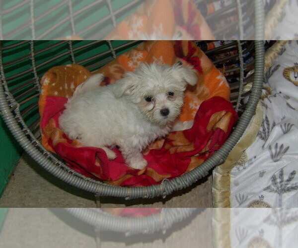 Medium Photo #5 Maltese Puppy For Sale in PATERSON, NJ, USA