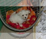 Small Photo #4 Maltese Puppy For Sale in PATERSON, NJ, USA