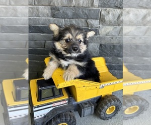 Yoranian Puppy for sale in MIDDLEBURY, IN, USA