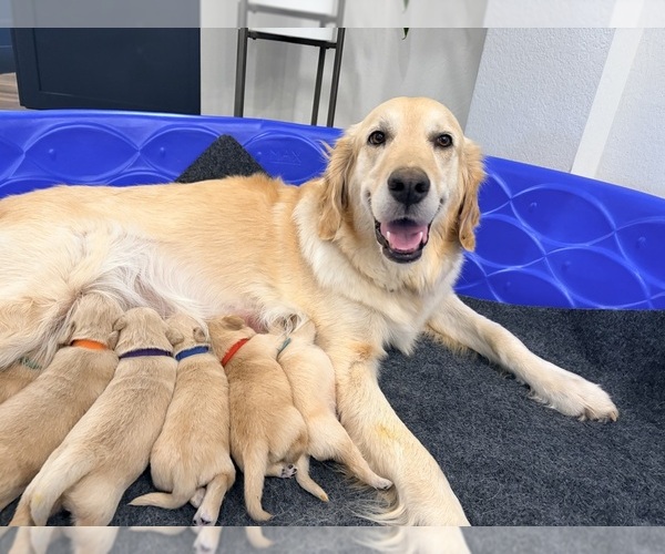 Medium Photo #9 Golden Retriever Puppy For Sale in PHOENIX, AZ, USA