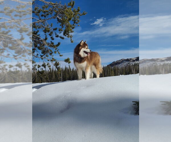 Medium Photo #5 Alaskan Malamute-Huskies  Mix Puppy For Sale in Fort Collins, CO, USA