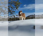 Small #4 Alaskan Malamute-Huskies  Mix
