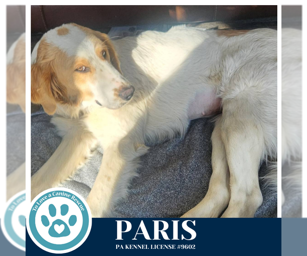 Medium Photo #2 Pyredoodle Puppy For Sale in Kimberton, PA, USA