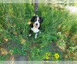 Small #1 Bernese Mountain Dog