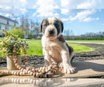 Puppy Vader Saint Bernard