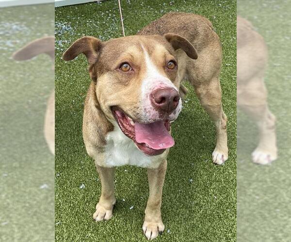 Medium Photo #1 American Bulldog-Unknown Mix Puppy For Sale in Fayetteville, NC, USA