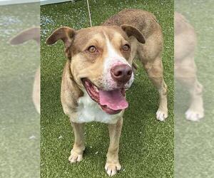 American Bulldog-Unknown Mix Dogs for adoption in Fayetteville, NC, USA