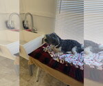 Small #1 Shih Tzu