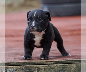 American Bully Puppy for Sale in SUNRISE, Florida USA