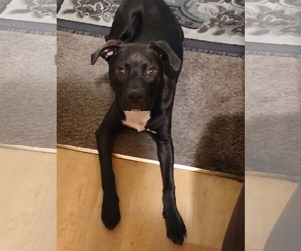 Medium Photo #2 American Pit Bull Terrier Puppy For Sale in Woodland, CA, USA